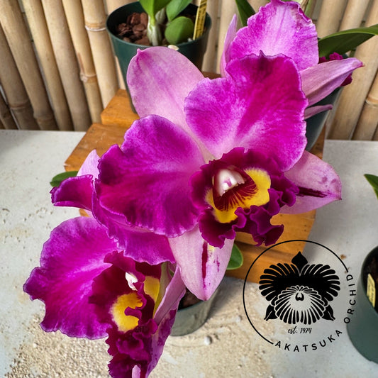 Rlc. Hsinying Rouge 'C.H. #6' (5" Pot) - Buds
