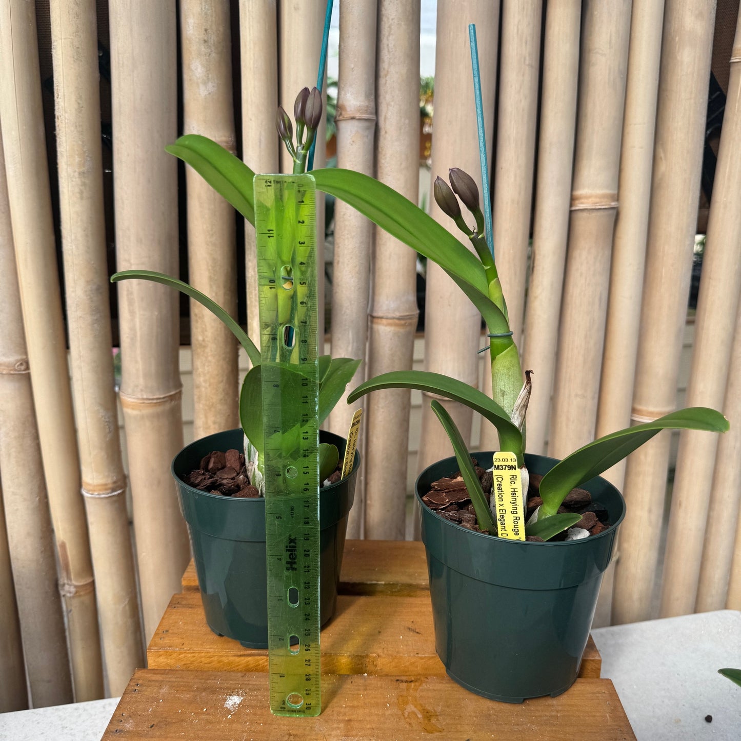 Rlc. Hsinying Rouge 'C.H. #6' (5" Pot) - Buds