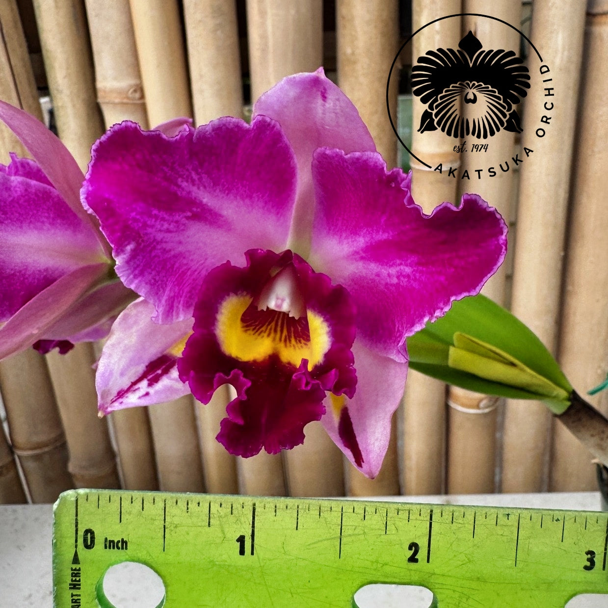 Rlc. Hsinying Rouge 'C.H. #6' (5" Pot) - Not Blooming