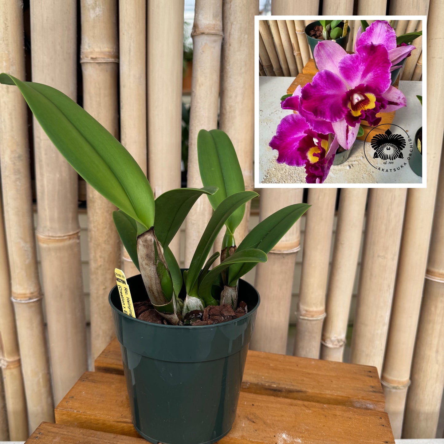Rlc. Hsinying Rouge 'C.H. #6' (5" Pot) - Not Blooming