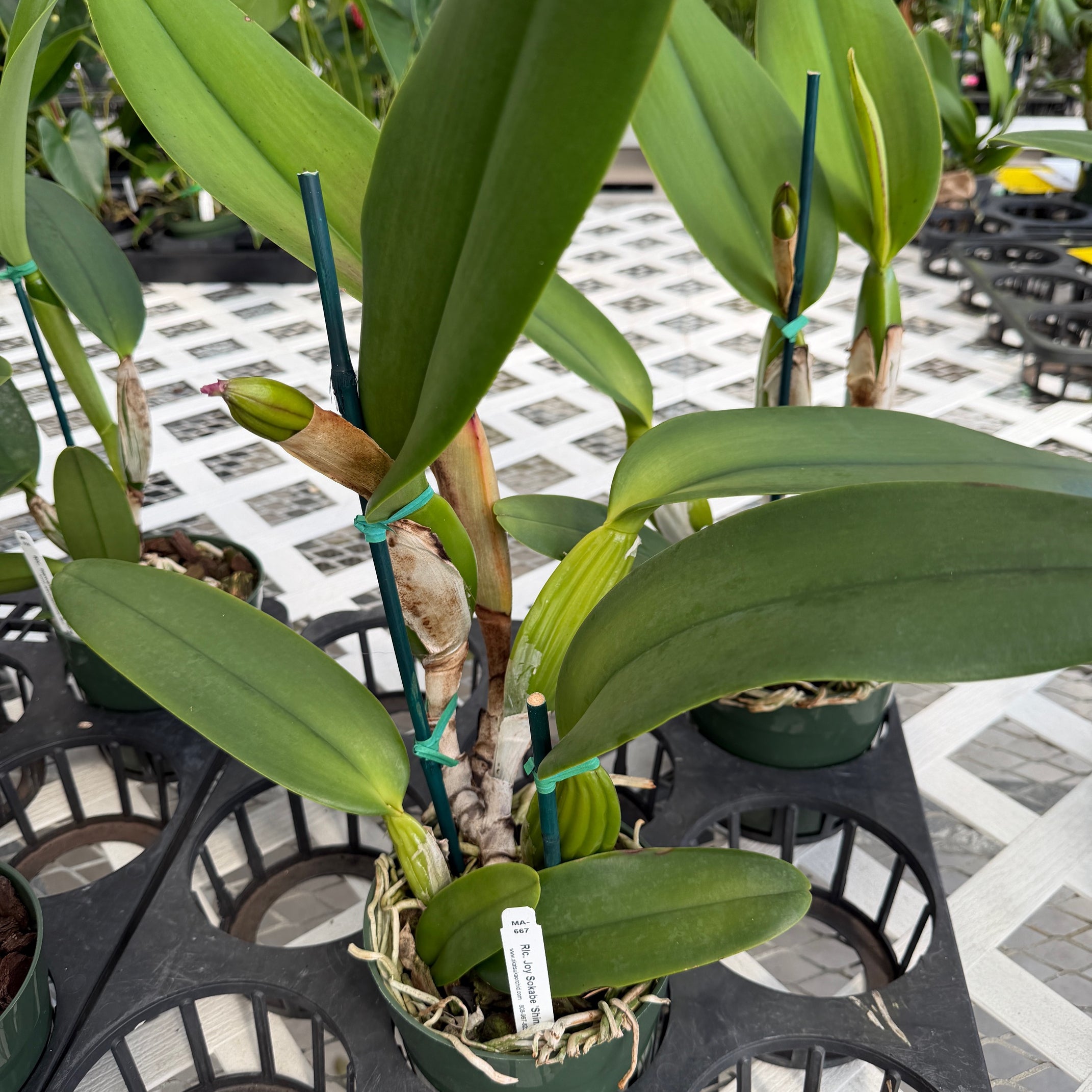 Rlc. Joy Sokabe 'Shining' (5.5