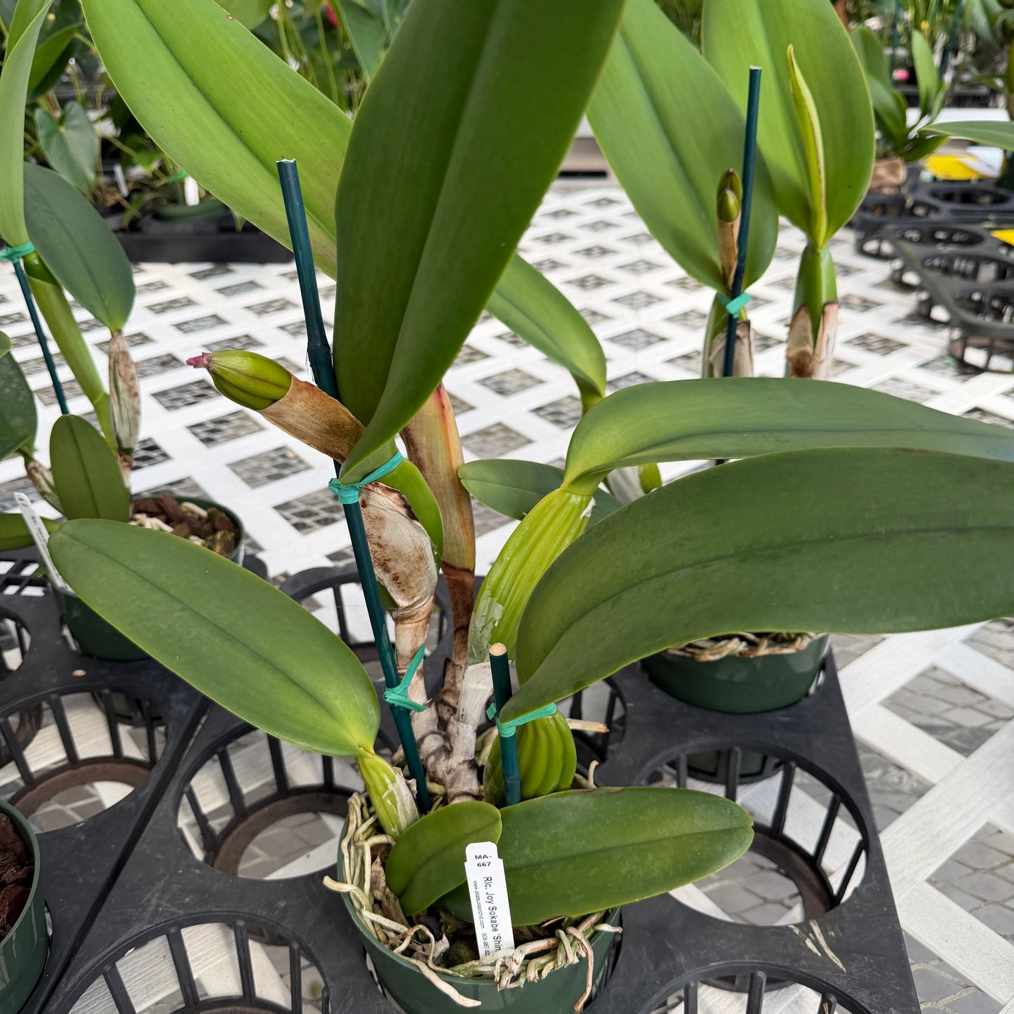 Rlc. Joy Sokabe 'Shining' (5.5" Pot) - Buds
