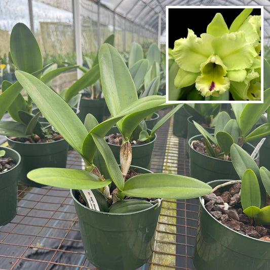 Rlc. Magic Meadow 'Napoleon' (5.5" Pot) -Not Blooming