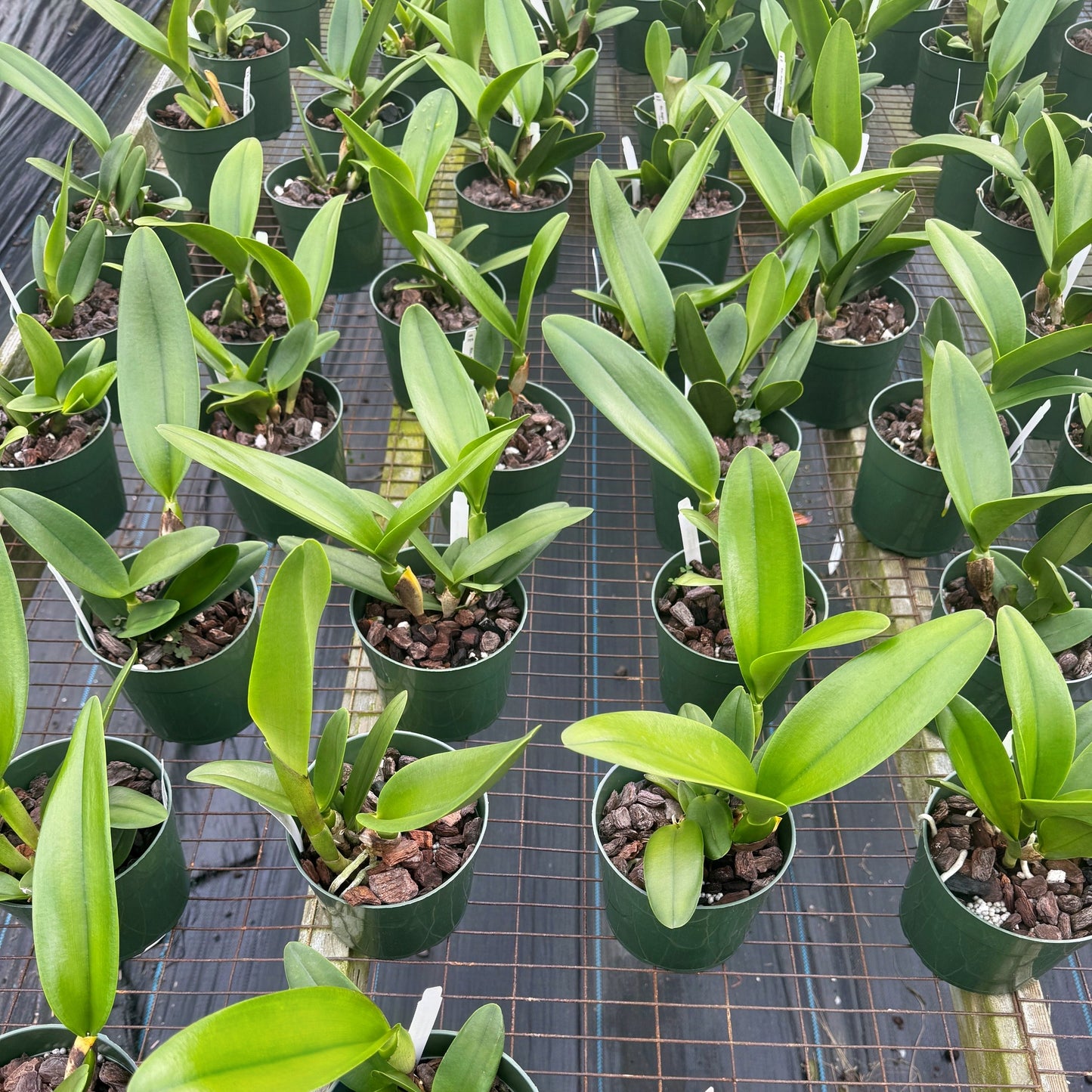 Rlc. Magic Meadow 'Napoleon' (5.5" Pot) -Not Blooming