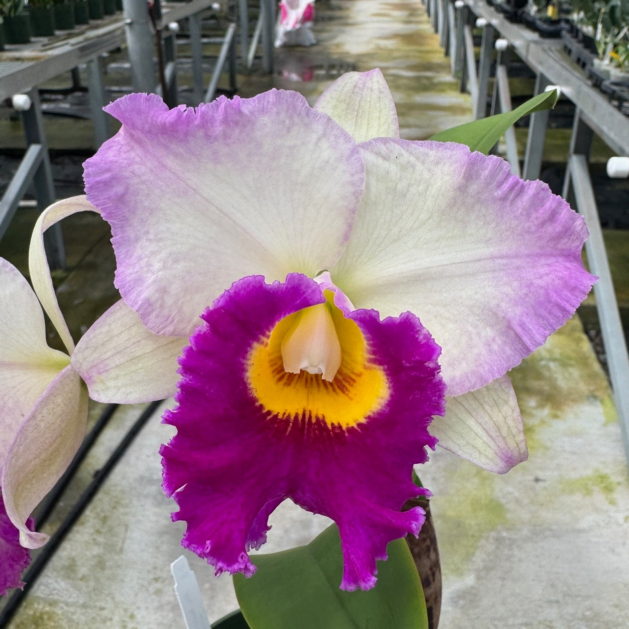 Rlc. Mary Lupi 'Volcano Queen' (5.5" Pot) - Not Blooming