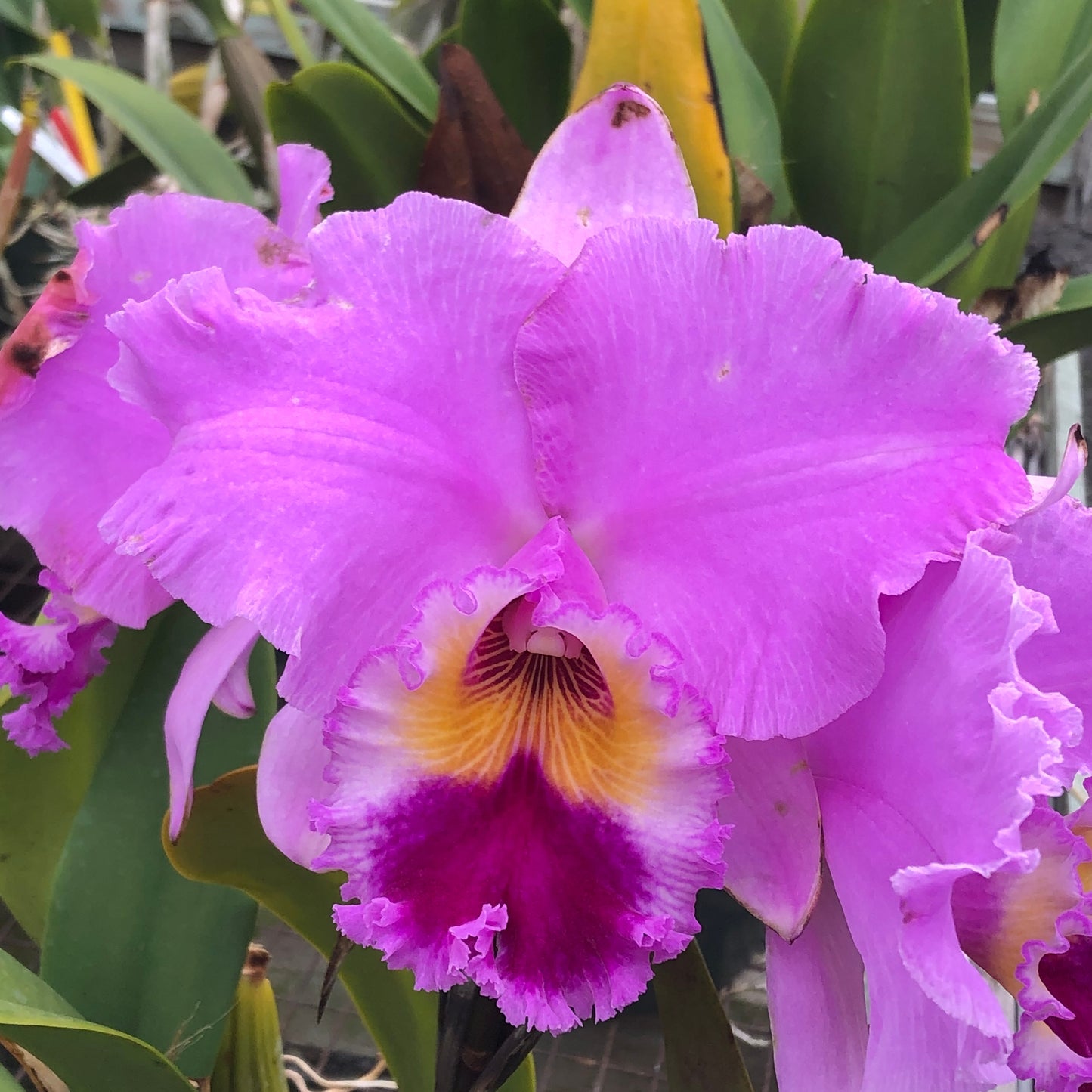 Rlc. Nana Honda 'Volcano Queen' FLASK (Cattleya Clone)