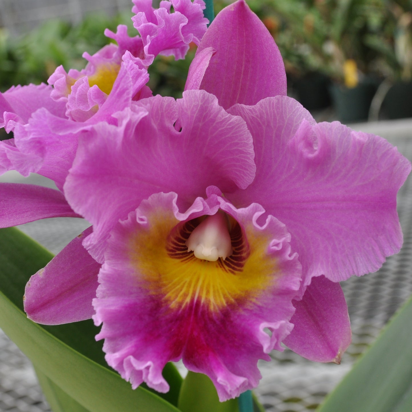 Rlc. Sayoko 'Volcano Queen' (5.5" Pot) -Not Blooming