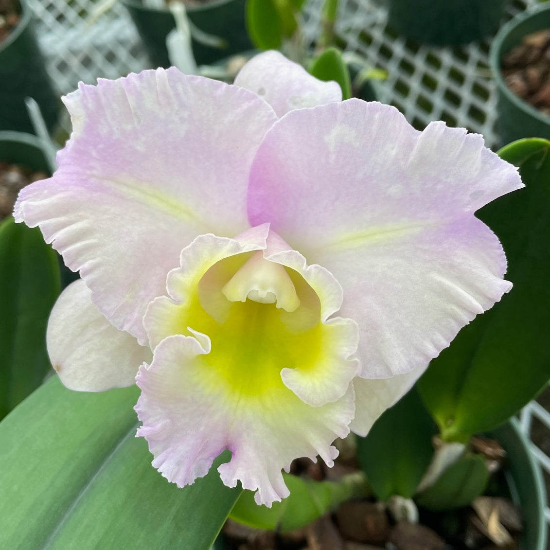 Rlc. Sebastian Pete 'Volcano Queen' FLASK (Cattleya Clone