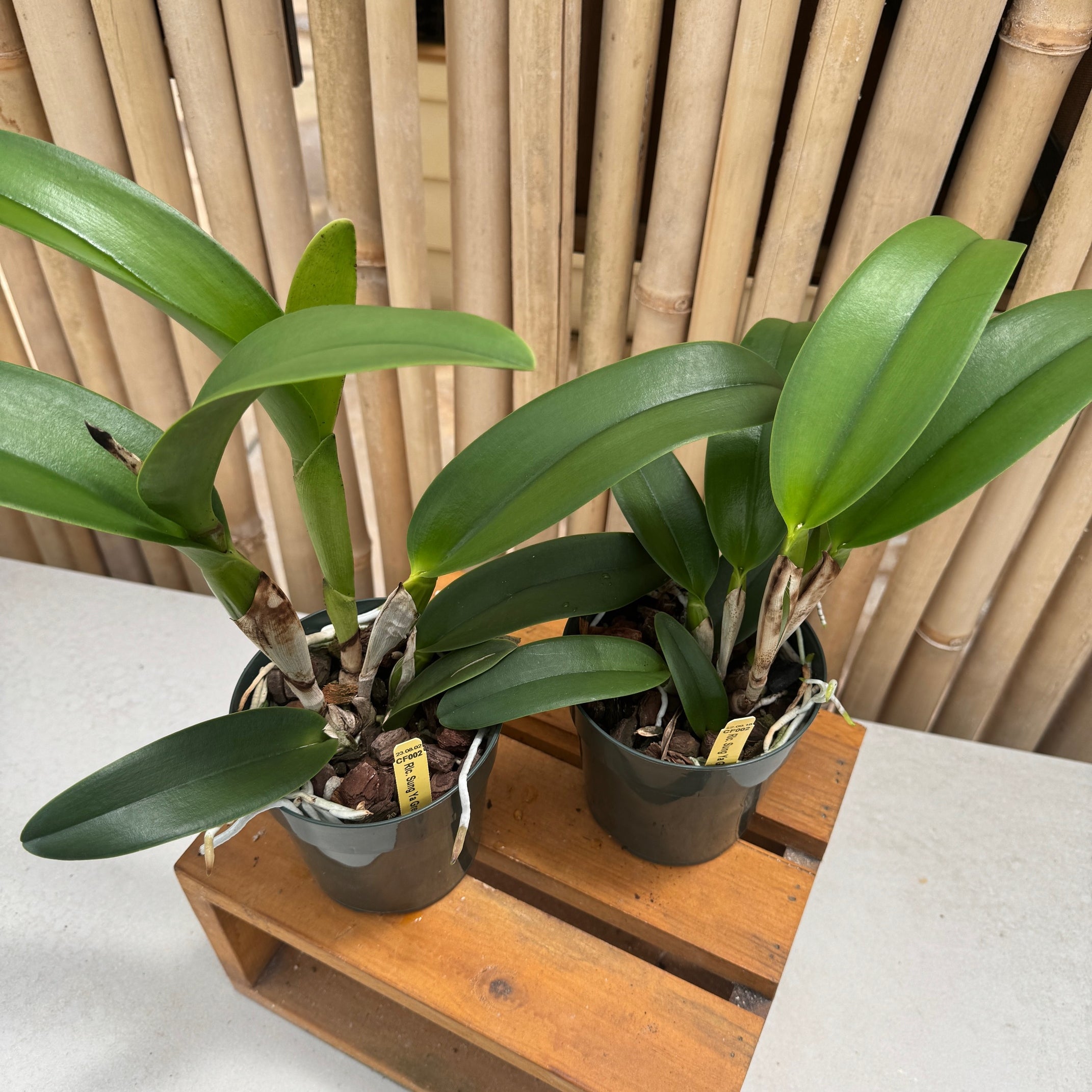 Rlc. Sung Ya Green 'Mailman' (5.5