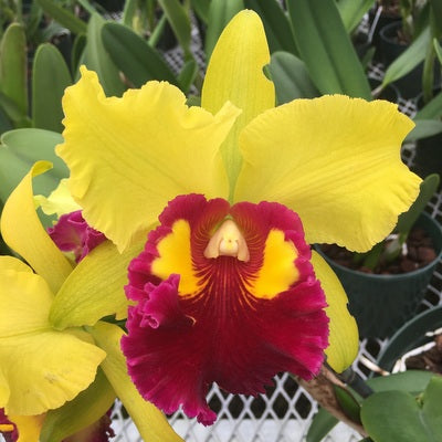 Rlc. Sunnystate's Spring Dawn 'Volcano Queen' (5.5" Pot) - Buds