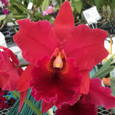 Rlc. Taeko Tamaki 'Volcano Red' (5.5" Pot) - Not Blooming