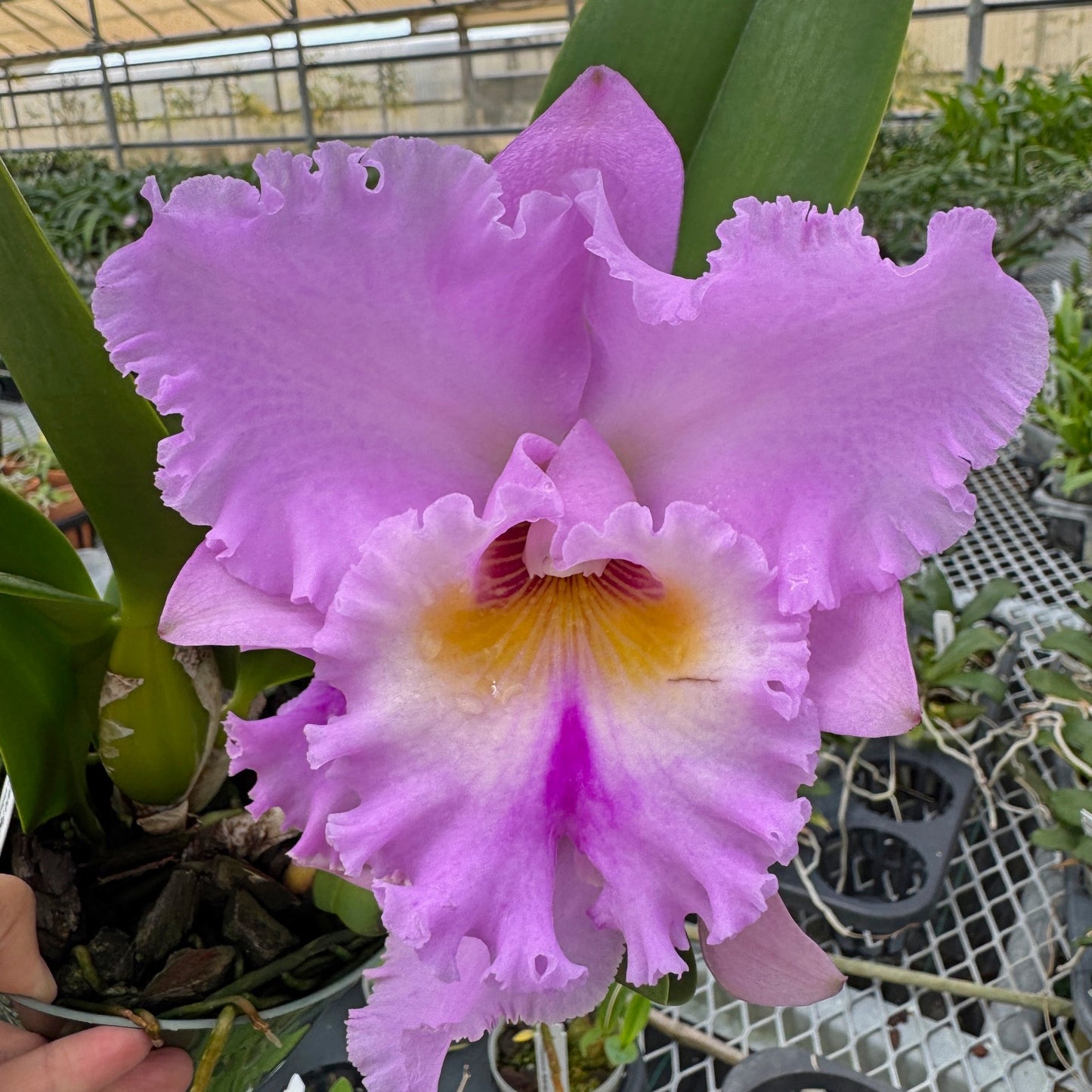 Rlc. Volcano Feeling 'Volcano Queen' (5.5" Pot) - Buds