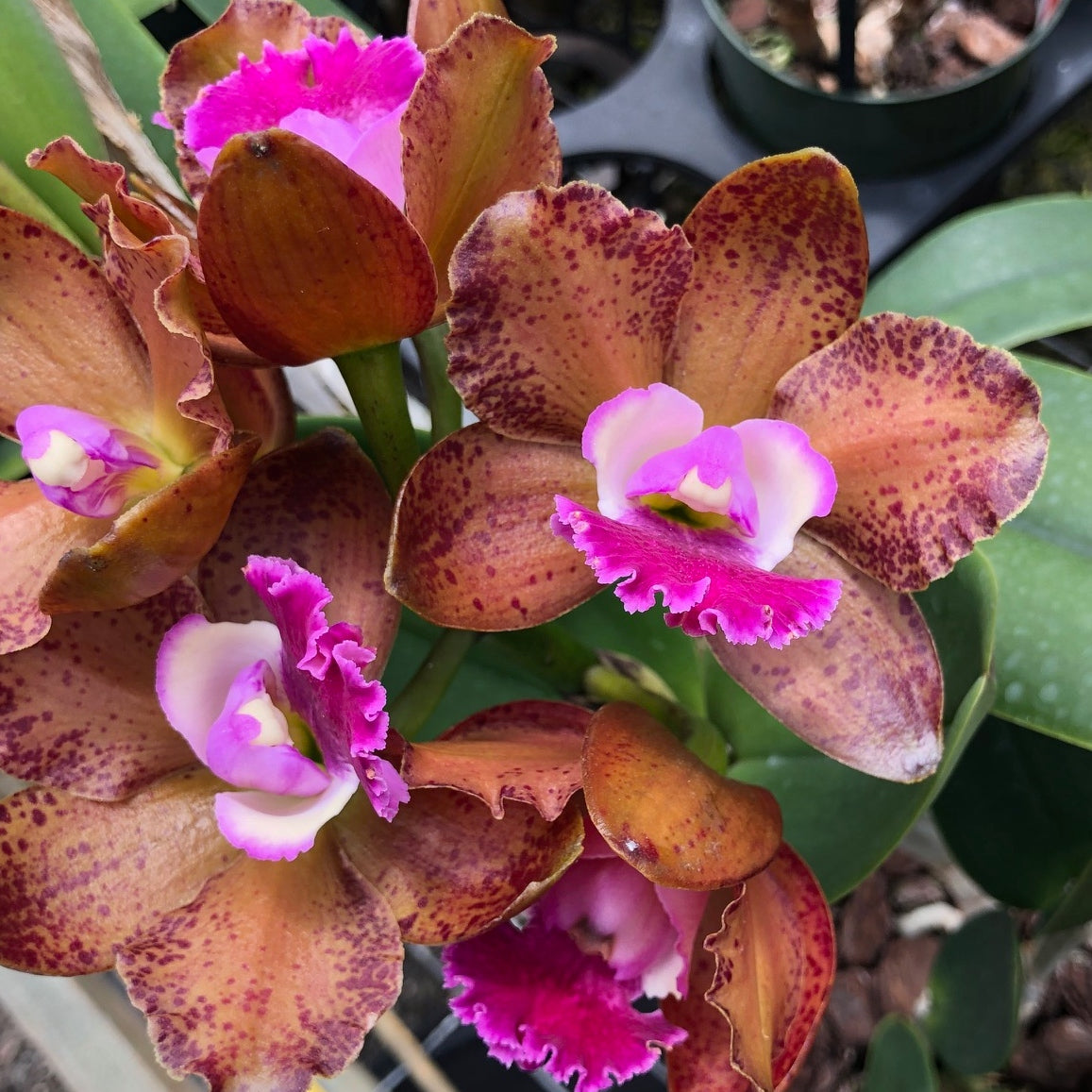 Rlc. Volcano Jewel 'Volcano Queen' (5" Pot) -Not Blooming