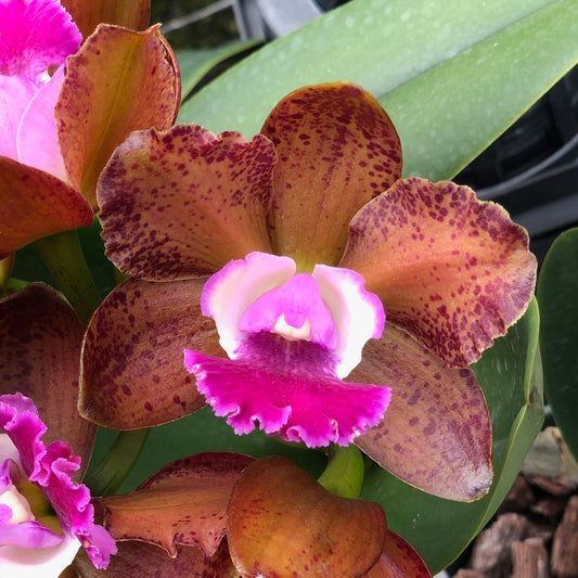 Rlc. Volcano Jewel 'Volcano Queen' (5" Pot) -Not Blooming