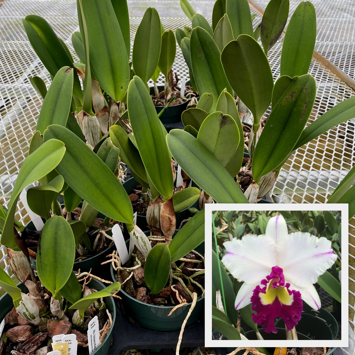 Rlc. Volcano King 'Volcano Queen' (Not Blooming)