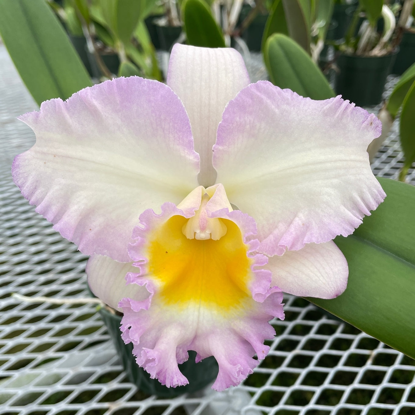 Rlc. Volcano Pastoral 'Volcano Queen' FLASK (Cattleya Clone)