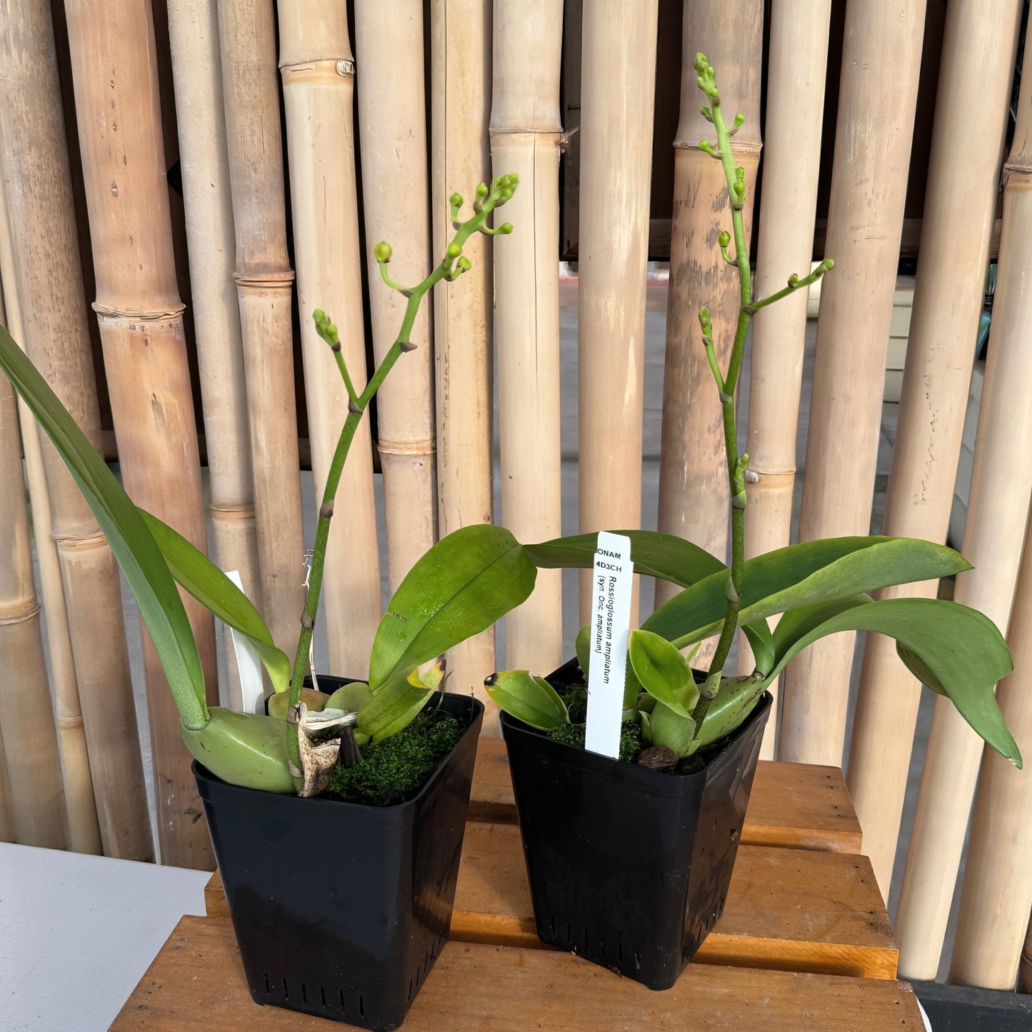 Rossioglossum ampliatum (Species Orchid) -Spiking