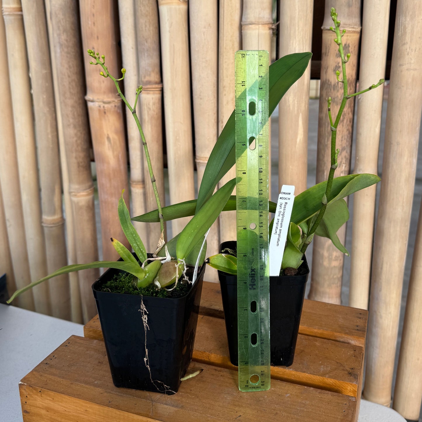 Rossioglossum ampliatum (Species Orchid) -Spiking