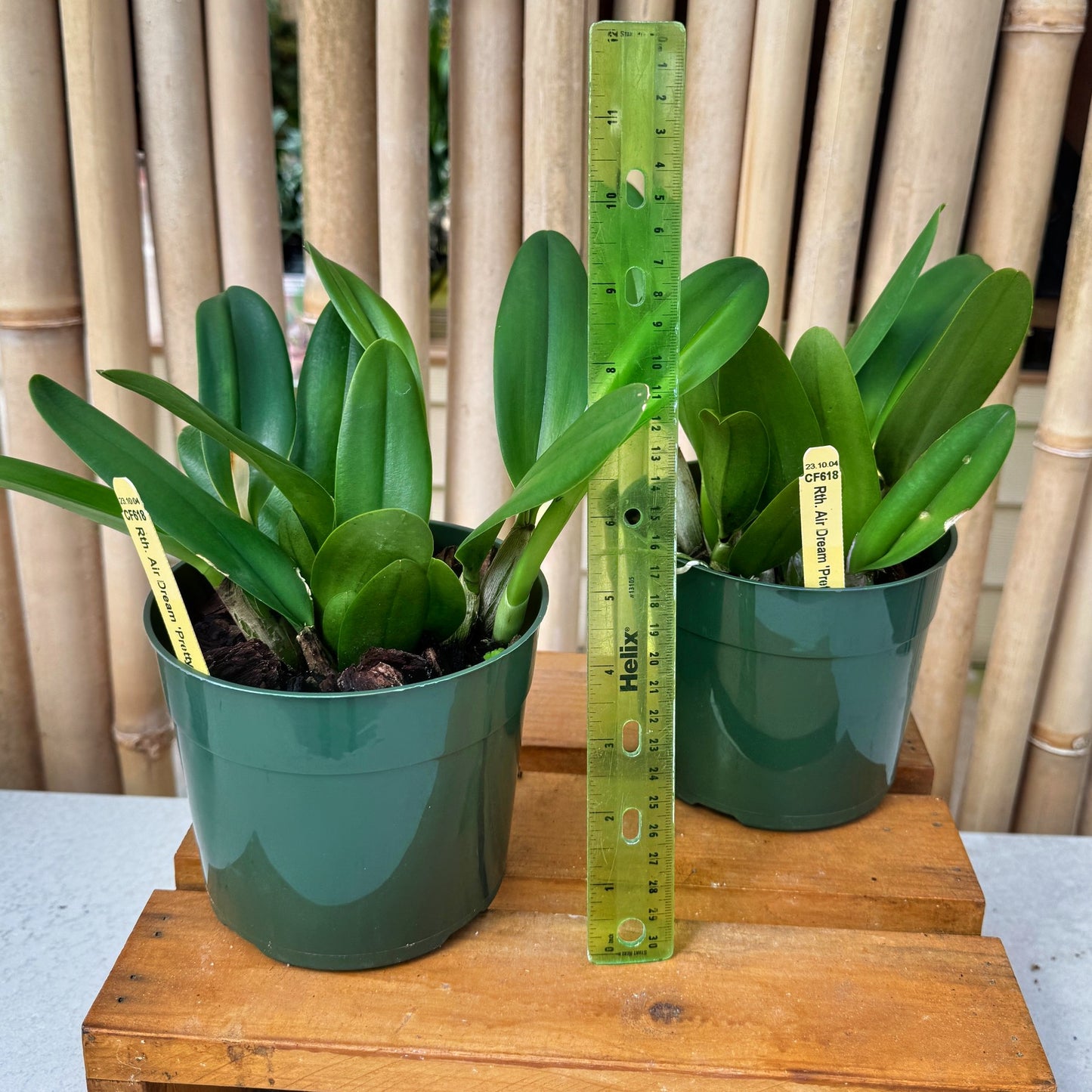 Rth. Air Dream 'Pretty Girl' (5.5" Pot) - Non-Blooming