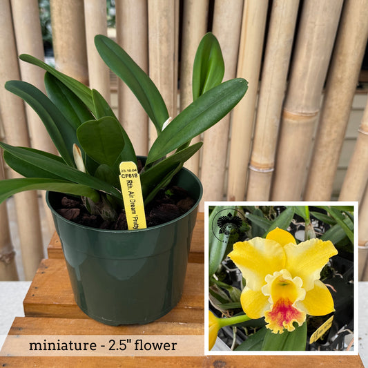 Rth. Air Dream 'Pretty Girl' (5.5" Pot) - Non-Blooming