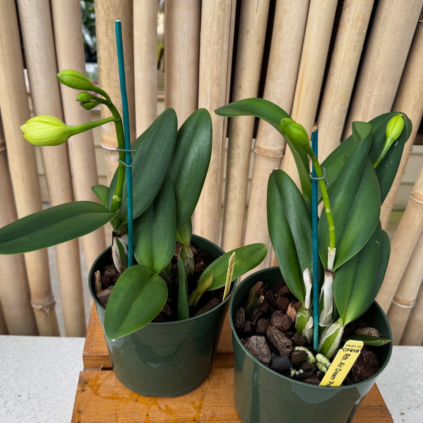 Rth. Air Dream 'Pretty Girl' (5.5" Pot) - Buds