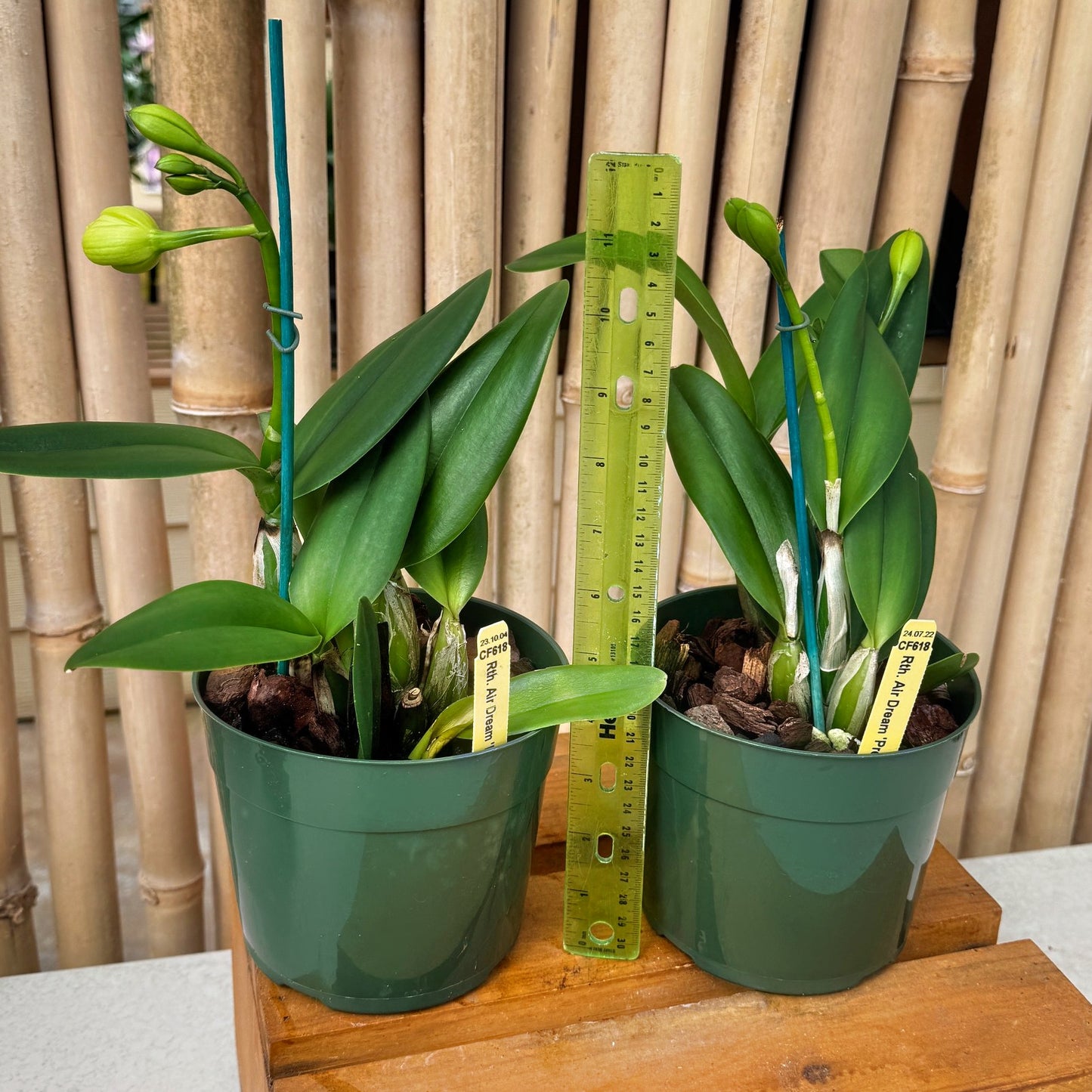 Rth. Air Dream 'Pretty Girl' (5.5" Pot) - Buds