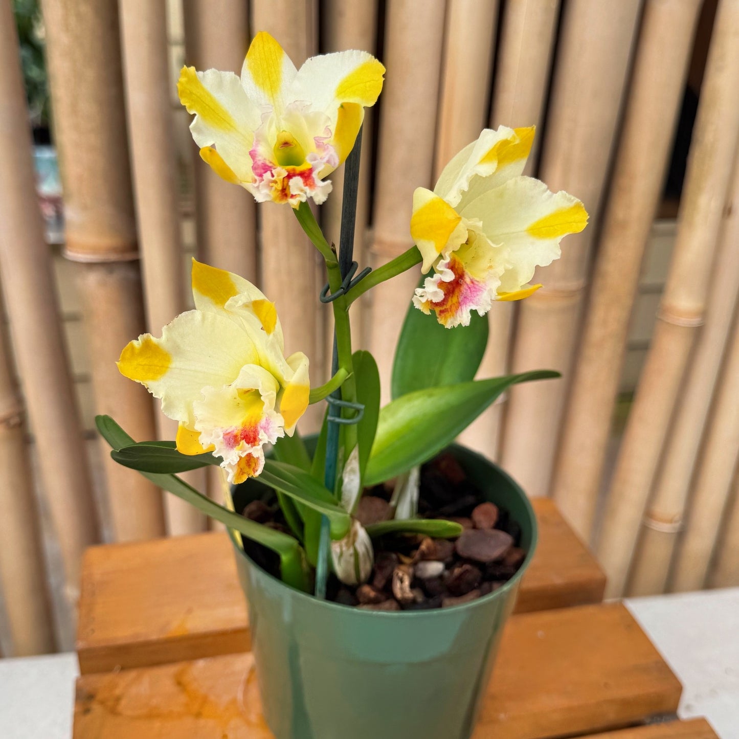 Rth. Air Dream 'Pretty Girl' (5.5" Pot) - Buds