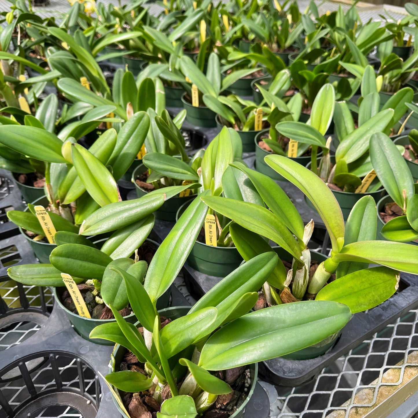 Rth. Air Dream 'Pretty Girl' (5.5" Pot) - Non-Blooming