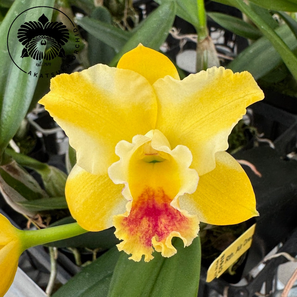 Rth. Air Dream 'Pretty Girl' (5.5" Pot) - Buds