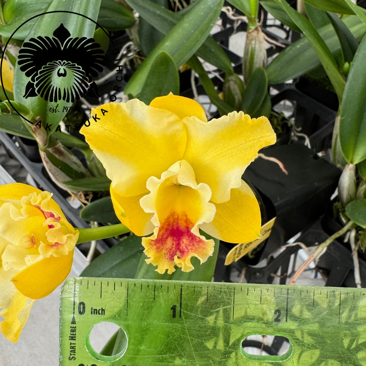 Rth. Air Dream 'Pretty Girl' (5.5" Pot) - Buds