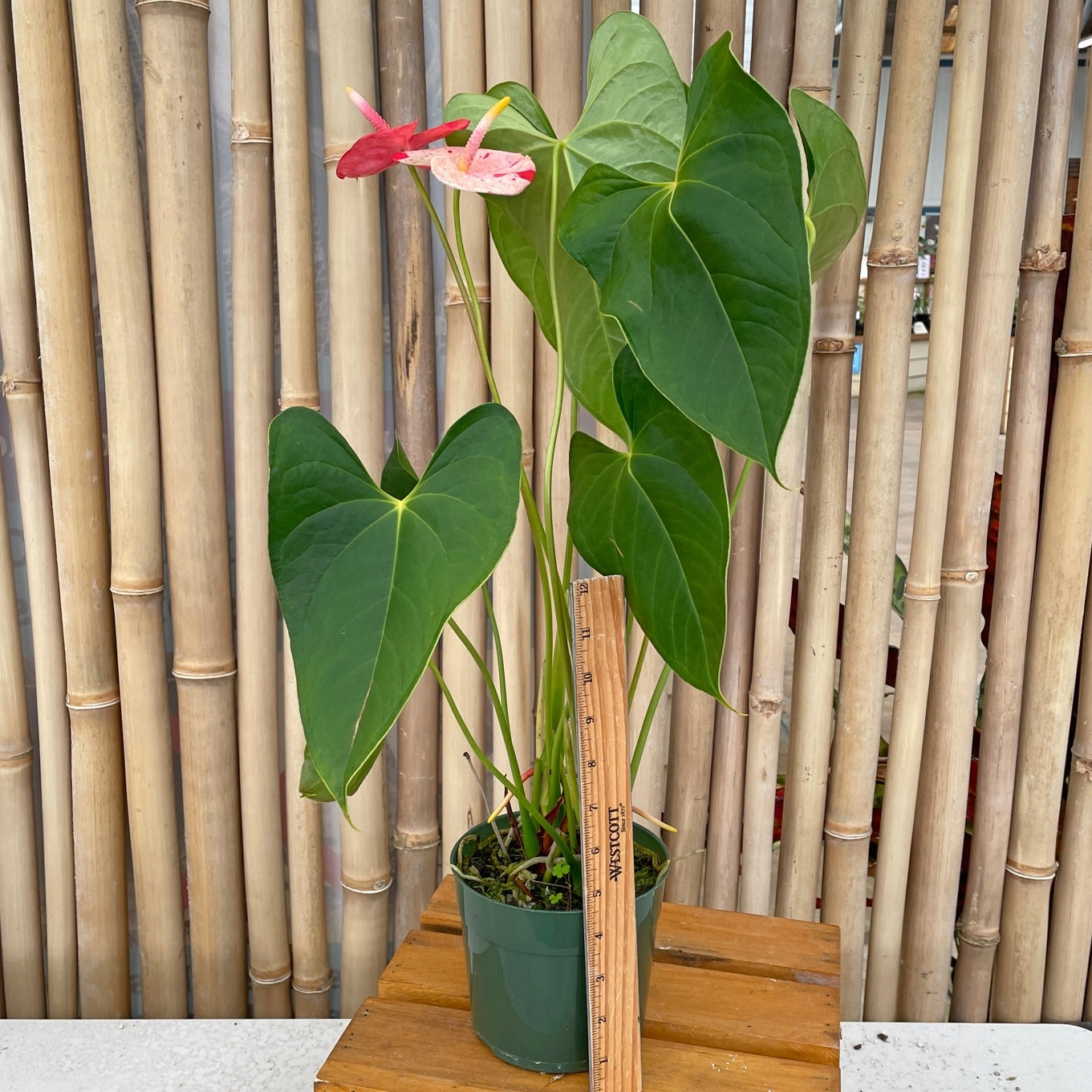 Shibori Anthurium Plant (5.5" Pot)