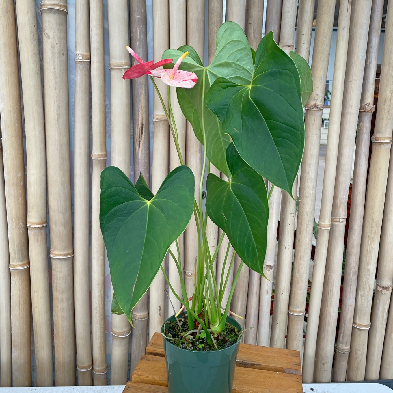 Shibori Anthurium Plant (5.5" Pot)