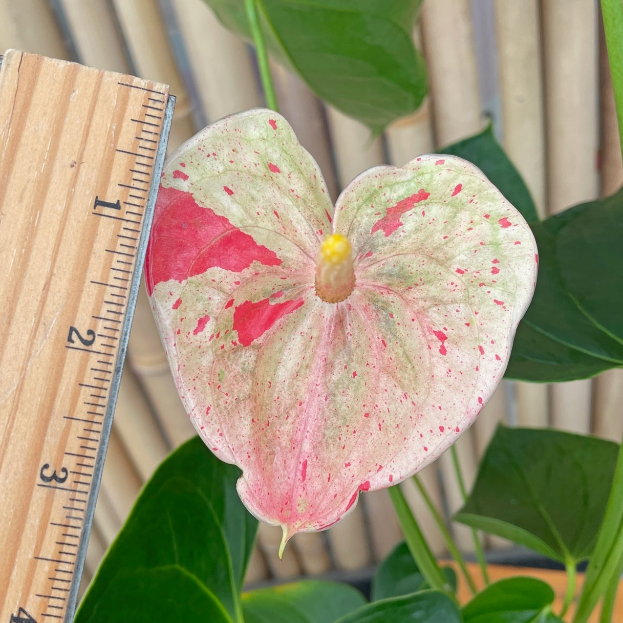 Shibori Anthurium Plant (5.5" Pot)