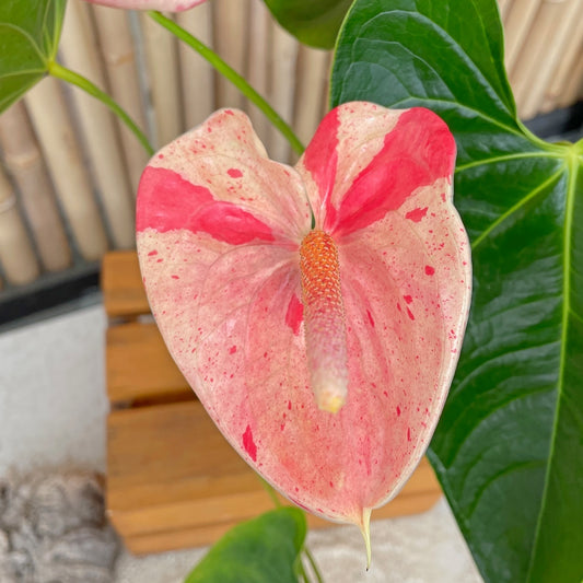 Shibori Anthurium Plant (5.5" Pot)