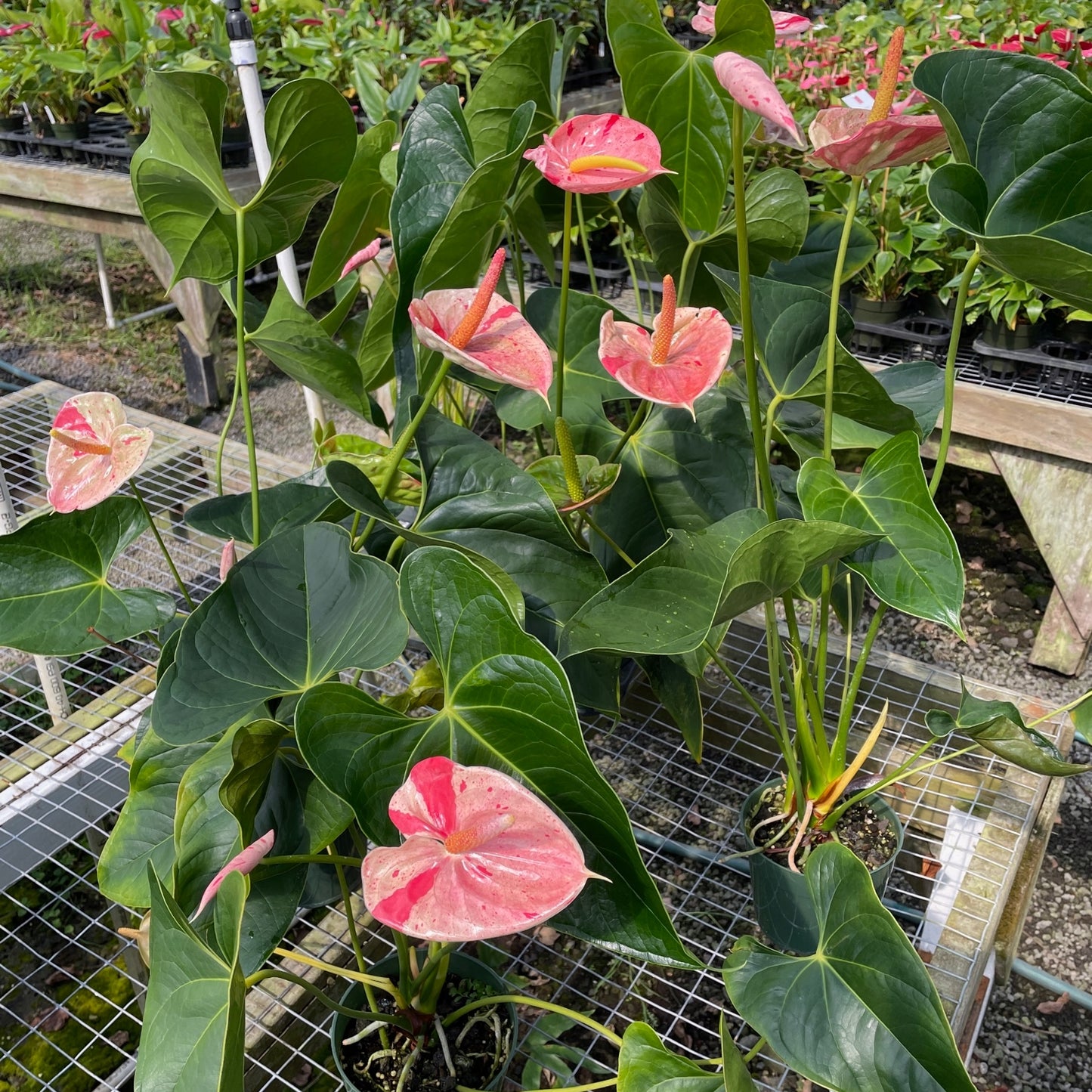 Shibori Anthurium Plant (5.5" Pot)