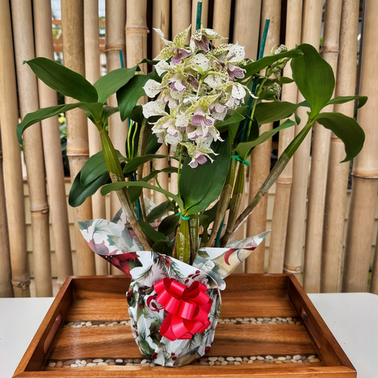 Jolly Jubilee Special