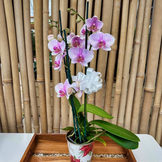 Snowflake Wishes Special