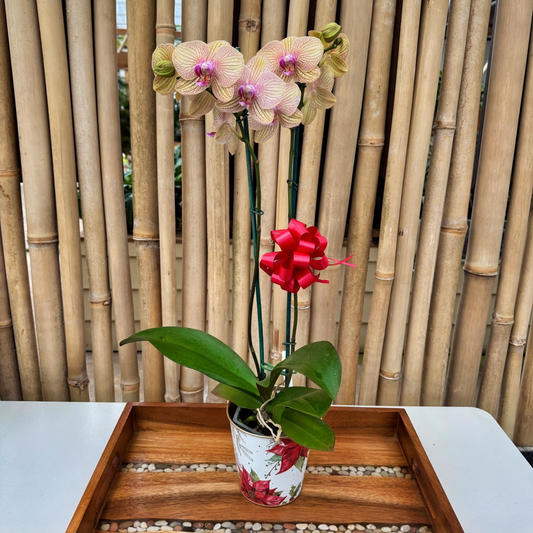 Snowflake Wishes Special