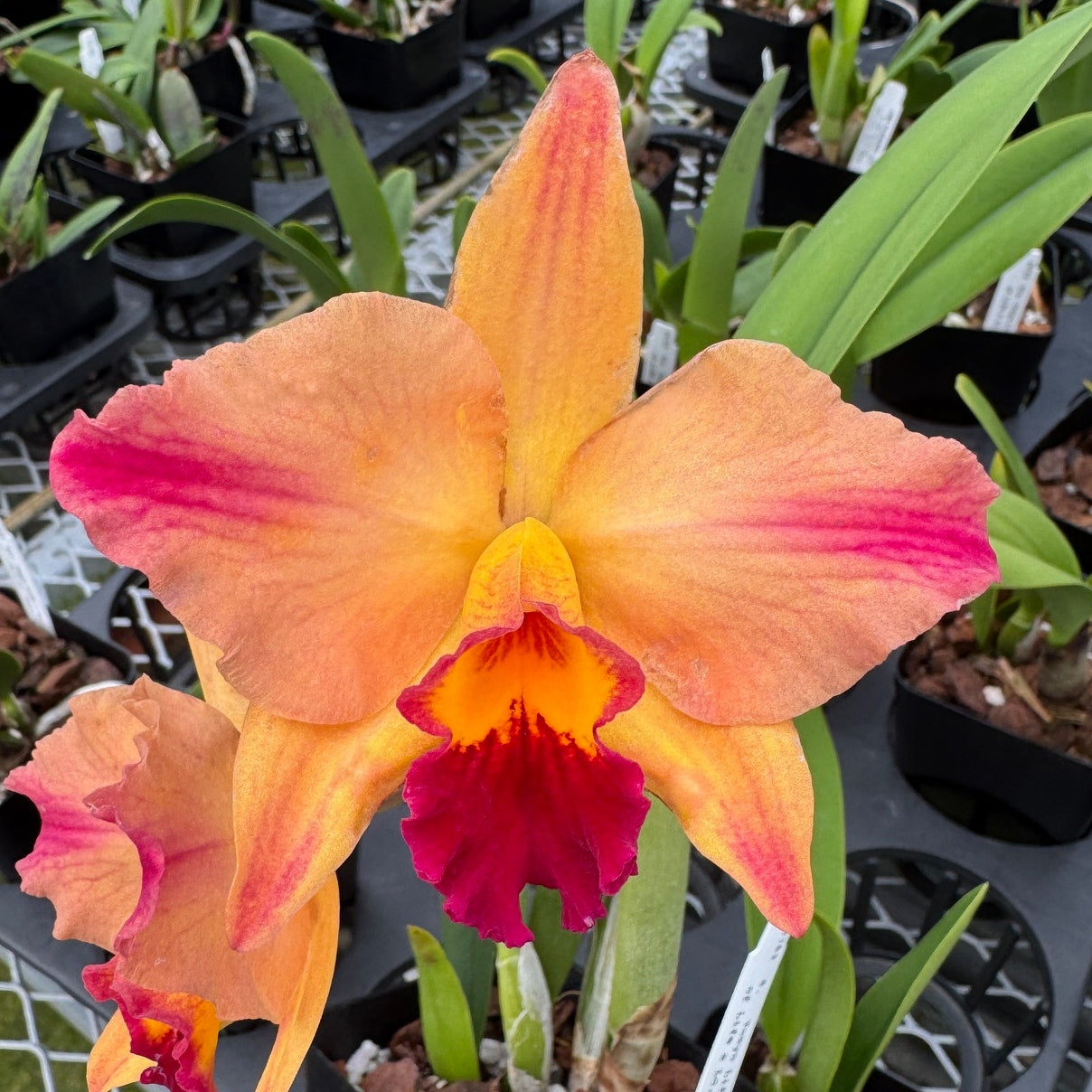 C. Tokyo Life (4" Pot) - Not Blooming