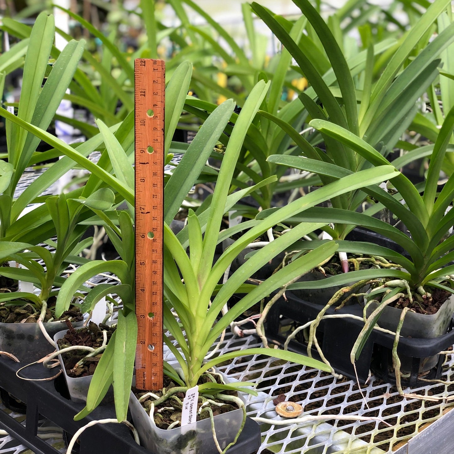 Vanda Somsri Glory 'Blue' - Buds