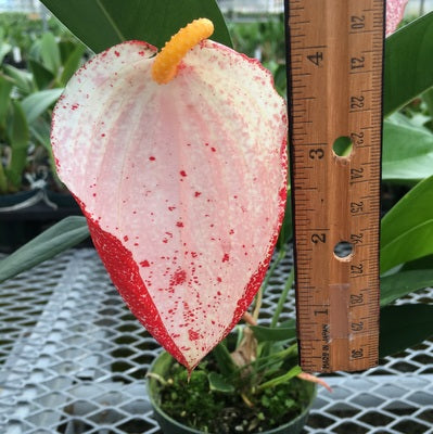 Speckled Pigtail Anthurium Plant (4" Pot) - RARE