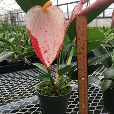 Speckled Pigtail Anthurium Plant (4" Pot) - RARE