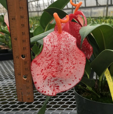 Anth. Pigtail - Speckled (5.5" Pot) - RARE