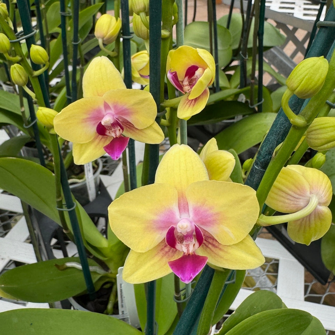 Phal. Spunky (Miniature) - Single Spike