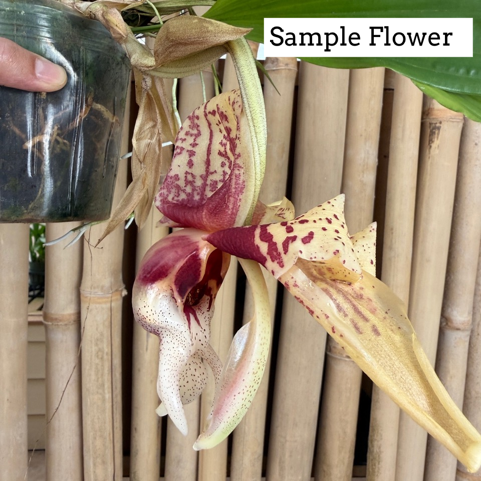 Stanhopea reichenbachiana 'Eve' x tigrina 'Glory of Mexico' (Bud)