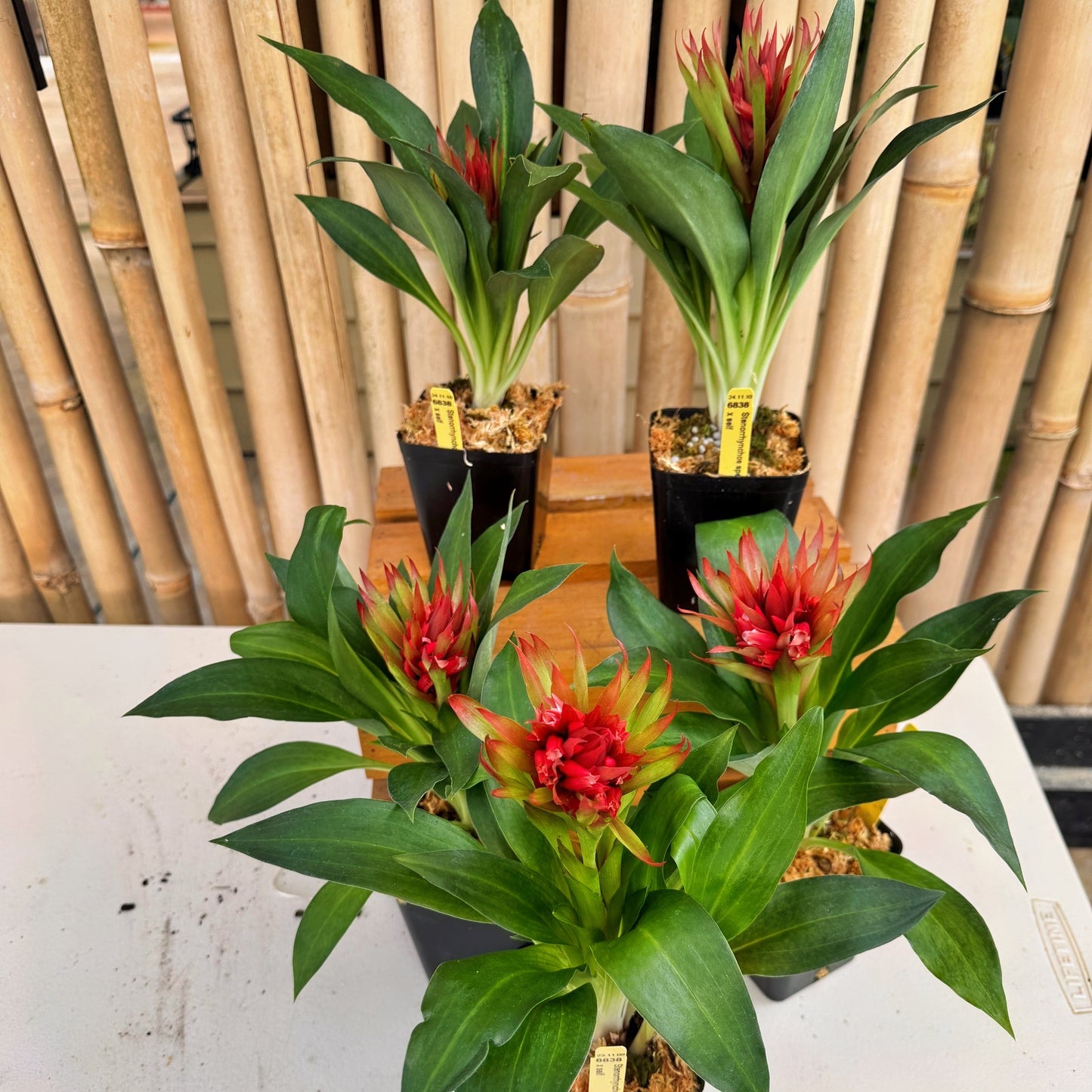 Stenorrhynchos speciosum x self - (4" Pot) -Buds