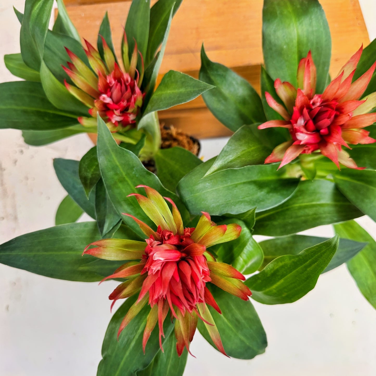 Stenorrhynchos speciosum x self - (4" Pot) -Buds