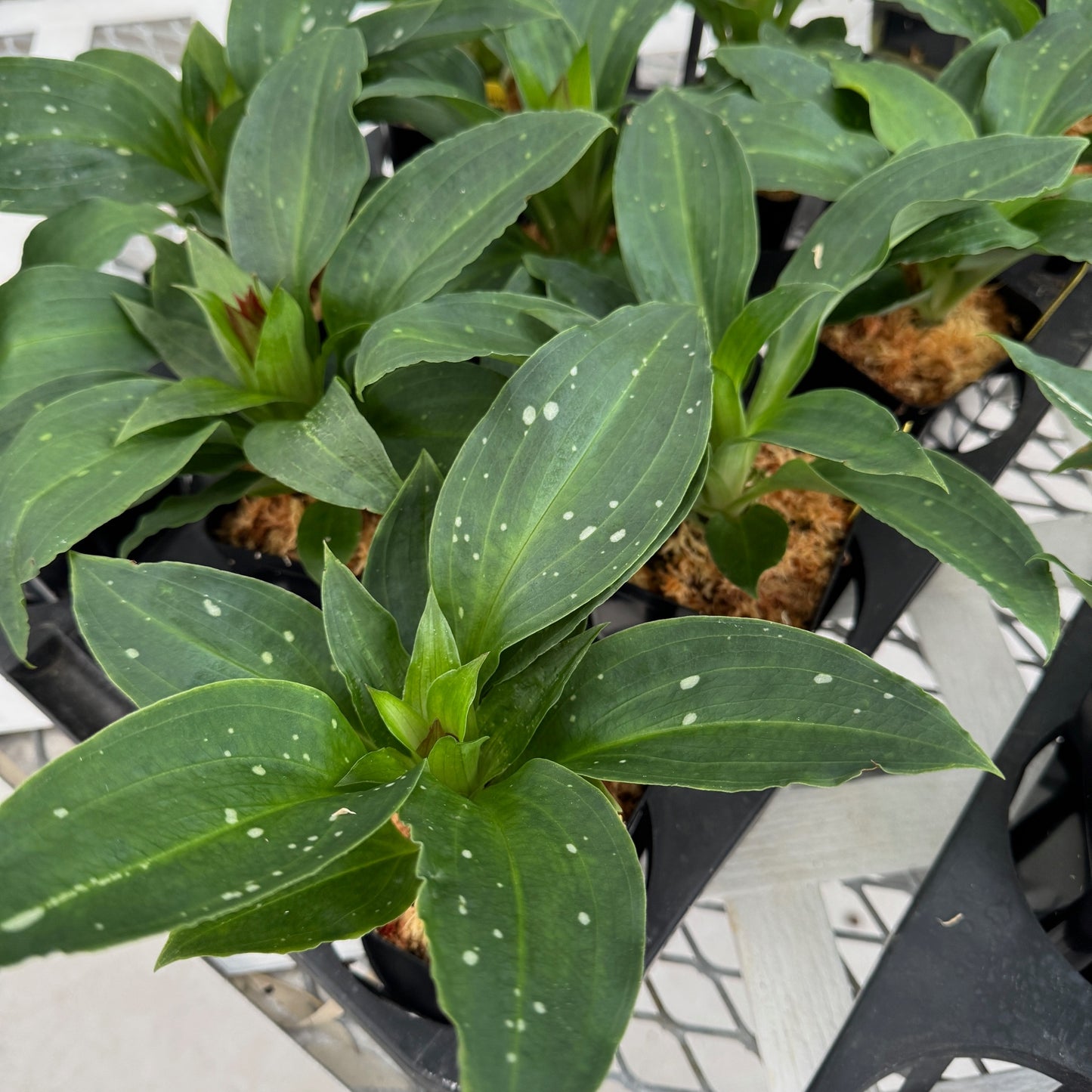 Stenorrhynchos speciosum - Budded