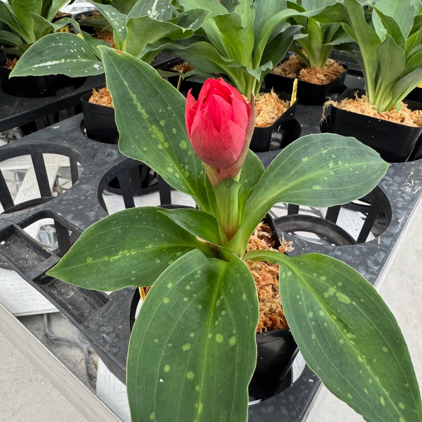 Stenorrhynchos speciosum - Budded