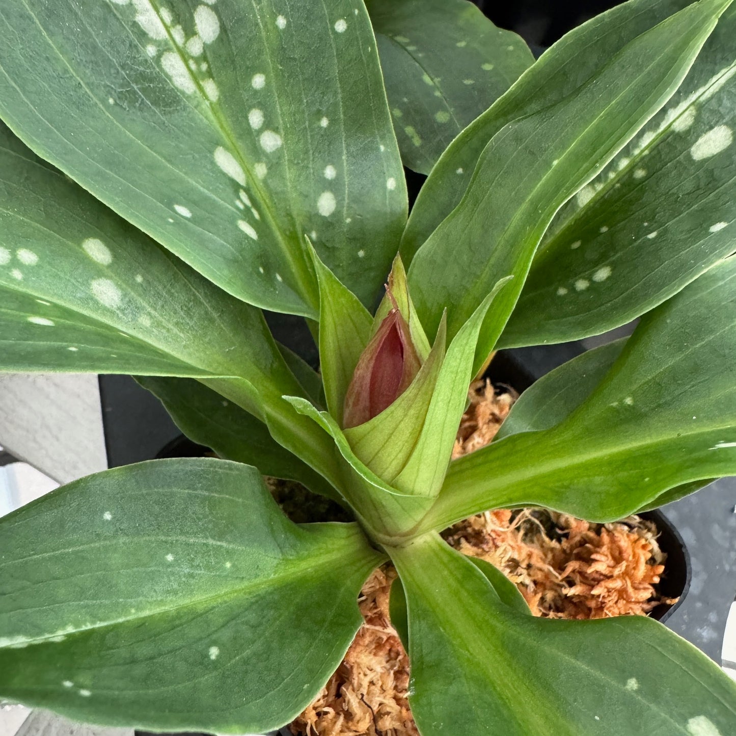 Stenorrhynchos speciosum - Budded